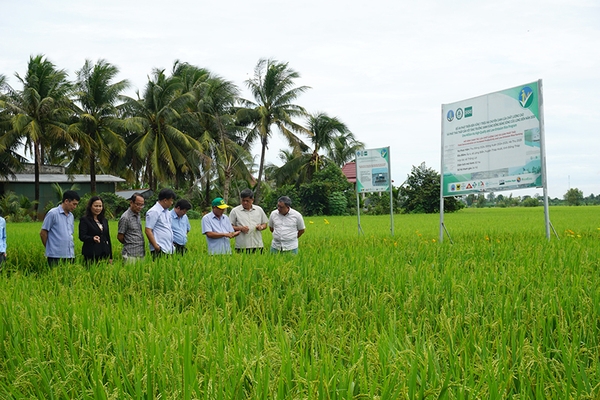 Đồng Tháp mở rộng lúa chất lượng cao, phát thải thấp - Hướng tới nền nông nghiệp bền vững