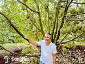 Trồng sầu riêng mini trên đất đồi dốc