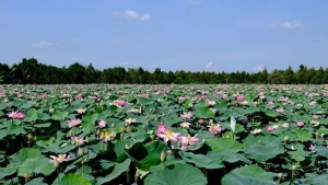 Du lịch nông nghiệp gắn với xu hướng sống xanh nở rộ ở Đồng Tháp