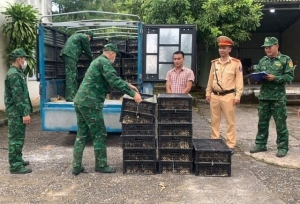 Tiêu hủy hơn 4.130 con gia cầm giống không rõ nguồn gốc xuất xứ