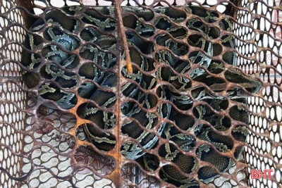 Bàn giao cá thể trăn đất quý hiếm cho Vườn Quốc gia Vũ Quang