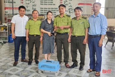 Phát hiện rùa vàng quý hiếm trong sân nhà