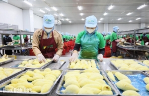 Gấp rút tái thiết ngành hàng sầu riêng