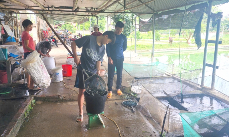 Sản lượng thủy sản ước đạt hơn 263 tấn