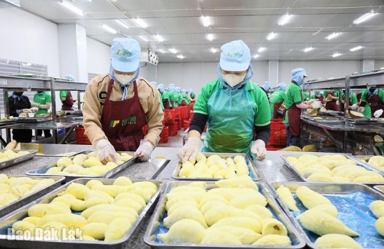 Gấp rút tái thiết ngành hàng sầu riêng