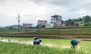 Hòa An tổng sản lượng lương thực có hạt vụ đông xuân ước đạt 12.663,1 tấn