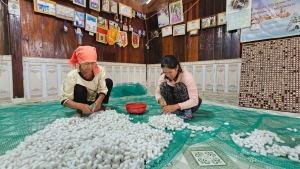 Nuôi tằm, hướng đi thoát nghèo bền vững 