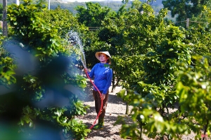 Nông dân tìm cách 