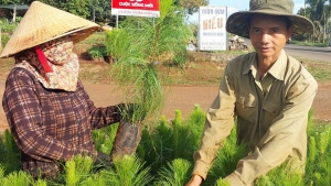 Khẩn trương trồng rừng trong mùa mưa