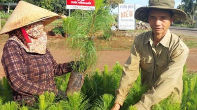 Khẩn trương trồng rừng trong mùa mưa