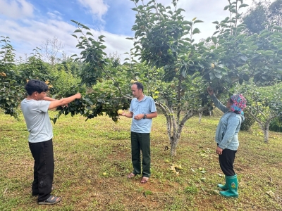 Nùng Nàng vào vụ thu hoạch lê