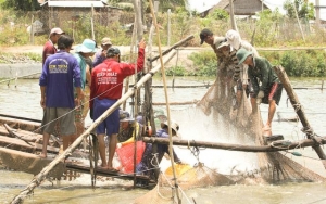 Giá cá tra nguyên liệu giảm