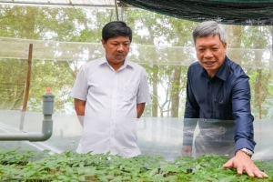 Sâm Ngọc Linh và dược liệu Đà Nẵng được phát triển hợp pháp trong rừng