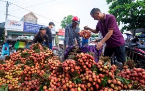 Nông dân vùng vải thiều Thanh Hà thu hơn 1.100 tỷ đồng từ vụ vải năm nay