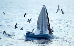 Cá voi xuất hiện ở vùng biển Gia Lai, Đăk Lăk là loài đặc biệt quý hiếm