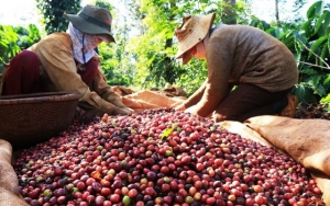 Cà phê đột phá, xuất khẩu nông lâm thủy sản 6 tháng tăng 15,5% so cùng kỳ