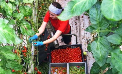 Italia sẽ cấp thêm gần nửa triệu thị thực lao động cho người ngoài EU