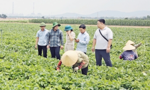 Khai thác vùng đất bãi ven sông Đuống