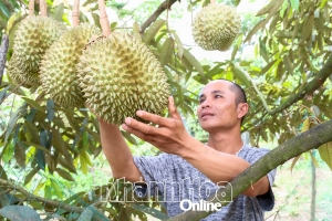 Thấp thỏm vụ sầu riêng