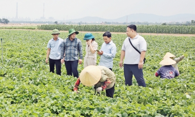 Khai thác vùng đất bãi ven sông Đuống