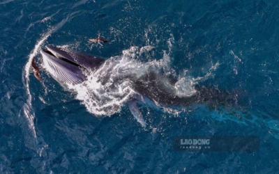 Gia Lai cảnh báo cá voi có thể bỏ đi vì tour du lịch tự phát vây ráp