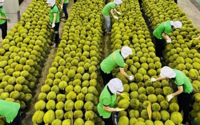 Xuất khẩu rau quả tăng trưởng mạnh trong tháng 6