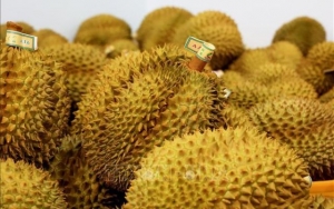 Tăng kiểm soát chất lượng, giữ thương hiệu trái sầu riêng xuất khẩu