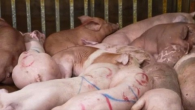 Hại cộng đồng vì lợi riêng