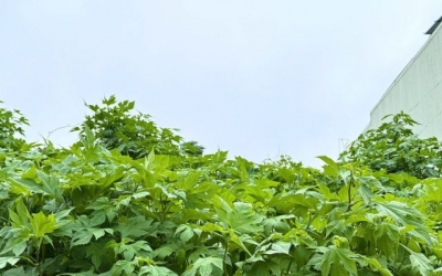 Mùa dã quỳ xanh lá