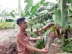 Phường Sơn Nam: 27 héc-ta chuối được cấp mã số vùng trồng xuất khẩu