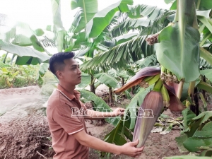 Phường Sơn Nam: 27 héc-ta chuối được cấp mã số vùng trồng xuất khẩu