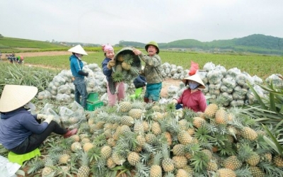 Dứa được mùa được giá, nông dân phấn khởi