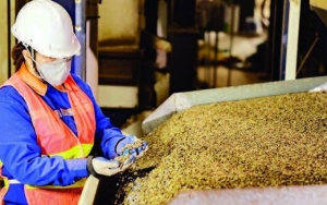 Xuất khẩu cà-phê xác lập kỷ lục mới