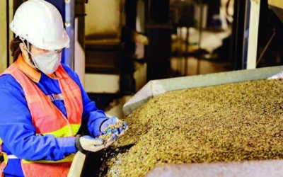 Xuất khẩu cà-phê xác lập kỷ lục mới