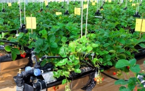 Thúc đẩy kinh tế tuần hoàn trong nông nghiệp: Cần đòn bẩy chính sách từ sản xuất đến tiêu thụ