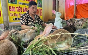 Công ty giải thể vẫn ký hợp đồng tiêu thụ với nông dân