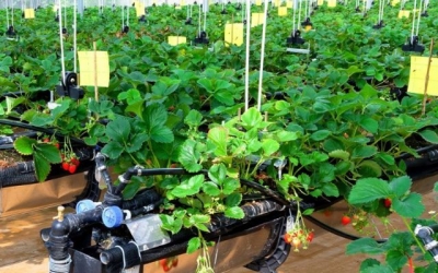 Thúc đẩy kinh tế tuần hoàn trong nông nghiệp: Cần đòn bẩy chính sách từ sản xuất đến tiêu thụ