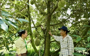 Vụ thu hoạch trái cây hè gặp khó