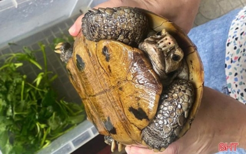 Bàn giao rùa núi vàng để thả về tự nhiên