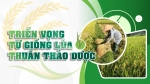 Triển vọng từ giống lúa thuần thảo dược