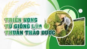 Triển vọng từ giống lúa thuần thảo dược