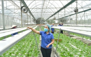 Tạo cơ chế thúc đẩy phát triển nông nghiệp đô thị sinh thái