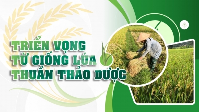 Triển vọng từ giống lúa thuần thảo dược