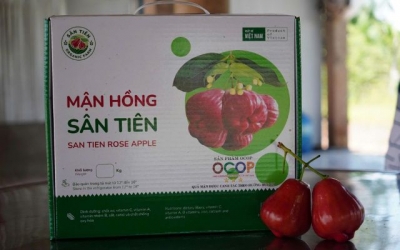 Mận hồng Sân Tiên - Tư duy sản xuất sạch và dòng vốn tín dụng xanh từ Agribank 