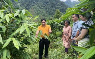 Cây giang lấy lá - mở hướng đi mới cho nông dân