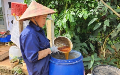 Tây Gia Lai khởi sắc với nông nghiệp hữu cơ: Từ cà phê, chanh dây đến rau sạch