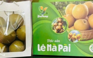 Lê Nà Pài - quả ngọt vùng cao