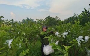 Ông Chương trồng ổi đem lại hiệu quả kinh tế