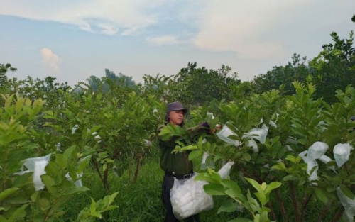 Ông Chương trồng ổi đem lại hiệu quả kinh tế