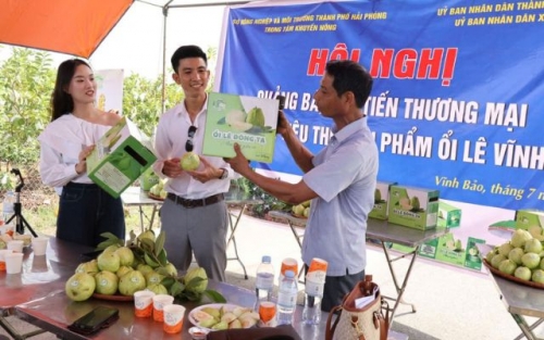 Nâng tầm ổi lê Đông Tạ